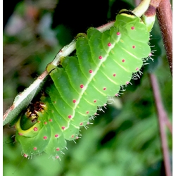 American Moon Moth Actias luna 10  larvae